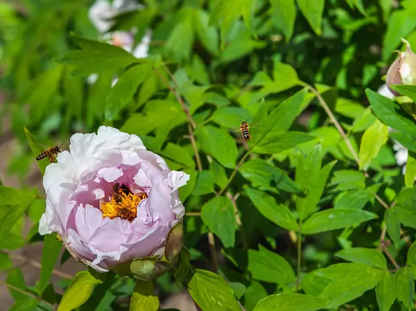 Bahçede güneşli bir gün. Açık pembe şakayık çiçeği. Çiçekteki arılar etrafında uçuyor. Arka plan bulanık. Boşluğu kopyala.