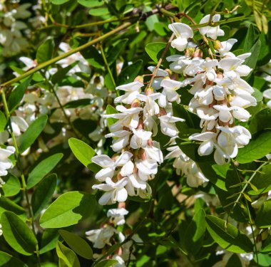 Güneşli bir bahar günü. Narin beyaz çiçekli bir akasya dalı. Uzayı kopyala..
