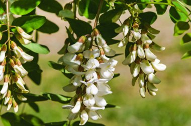 Güneşli bir bahar günü. Narin beyaz çiçekli bir akasya dalı. Uzayı kopyala..