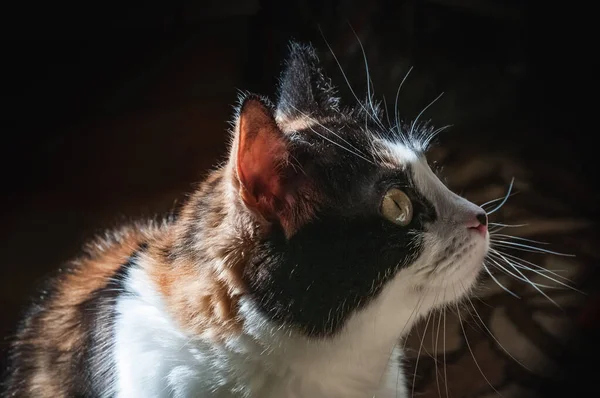 Gatto Tricolore Sta Piedi Guarda Attentamente Laterale Pelliccia Dell Animale — Foto Stock