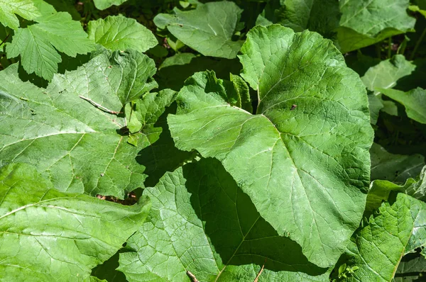 Sunny Spring Day Thickets Burdock Big Leaf Bug Copy Space — Stock Photo, Image