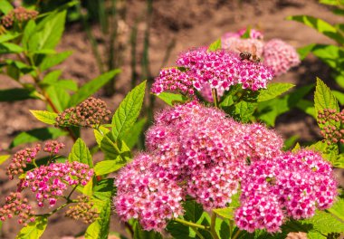 Güneşli bir yaz günü. Çiçek açan Japon cinsi. Çiçekten nektar toplayan bir arı..