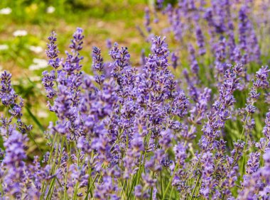 Güneşli bir yaz günü.Lavanta çiçek açmış. Arka plan bulanık. Boşluğu kopyala..