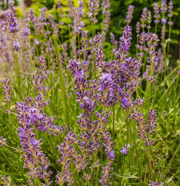 Güneşli bir yaz günü. Şehirde çiçek açan bir lavanta. Arka plan bulanık..