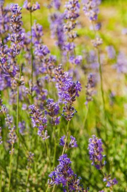 Güneşli bir yaz günü. Şehirde çiçek açan bir lavanta. Arka plan bulanık..