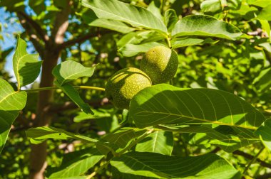Yaz güneşli bir gün. Yeşil meyveli ceviz dalları. Dalların arasından mavi gökyüzünü görebilirsin..