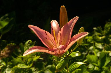 Bahçede güneşli bir yaz günü. Zambak çiçeği ve iki buket. Çiçek güneşle aydınlanır..