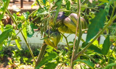 Bahçede güneşli bir yaz günü. Yeşil domatesler. Kopya alanı..