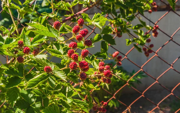 Sunny Summer Day Garden Blackberry Branches Unripe Berries Copy Space — Stockfoto
