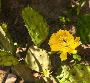Yaz güneşli bir gün. Sarı dikenli armut çiçeği. Bir eşek arısı çiçeğin üzerinde oturur..