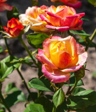 Yaz güneşli bir gün. Çiçek açan sarı-pembe güller. Arka plan bulanık..