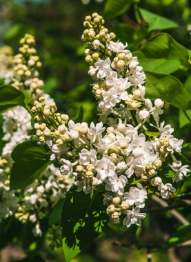 Güneşli bir bahar günü. Beyaz leylağın çiçek açan dalı. Arka plan bulanık..