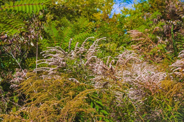 Ηλιόλουστη Μέρα Του Φθινοπώρου Πυκνά Στον Βοτανικό Κήπο Φθινοπωρινό Φόντο — Φωτογραφία Αρχείου