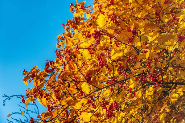 Dia Outono Ensolarado Ramos Rowan Com Folhas Amarelas Brilhantes Bagas — Fotografia de Stock