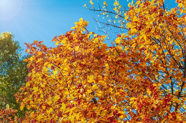 Sunny autumn day.Rowan branches with bright yellow leaves and red berries.Autumn background.Copy space.