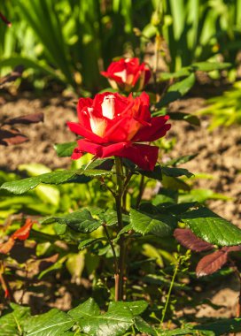 Güneşli bir yaz günü. Çiçek tarhında süslü kırmızı-beyaz güller. Arka plan bulanık. Boşluğu kopyala.