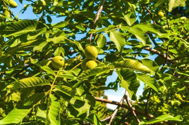 Yaz güneşli bir gün. Yeşil meyveli ceviz dalları. Dalların arasından mavi gökyüzünü görebilirsin..