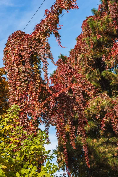 Divoké Hrozny Stočit Kolem Borovice Drát Slunečný Podzimní Den Botanické — Stock fotografie