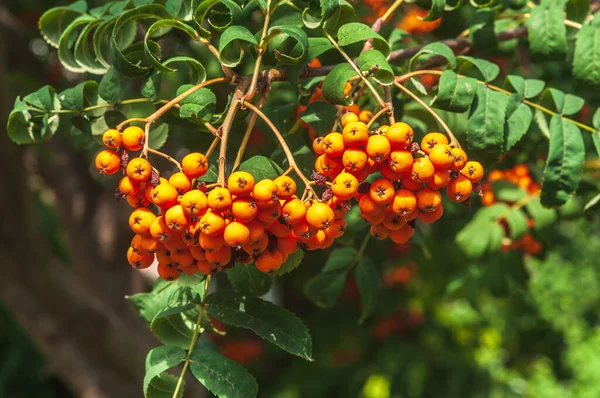 Summer Sunny Day Rowan Berries Tree Background Blurry Copy Space — Stock Photo, Image