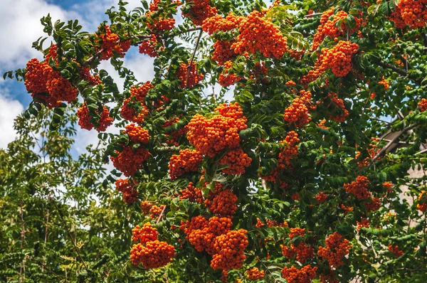 Dia Ensolarado Outono Rowan Ramifica Com Bagas Laranja Contra Céu — Fotografia de Stock