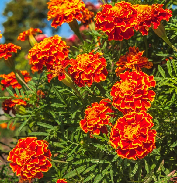Sunny Nap Kertben Ukrajnában Marigolds Virágzó Virágágyás Háttér Elmosódott Másolja — Stock Fotó