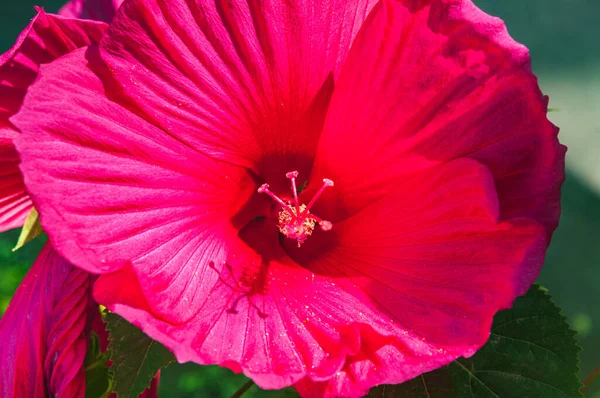 Slunečný Den Zahradě Ukrajiny Marigolds Kvetoucí Záhonu Květin Pozadí Rozmazané — Stock fotografie