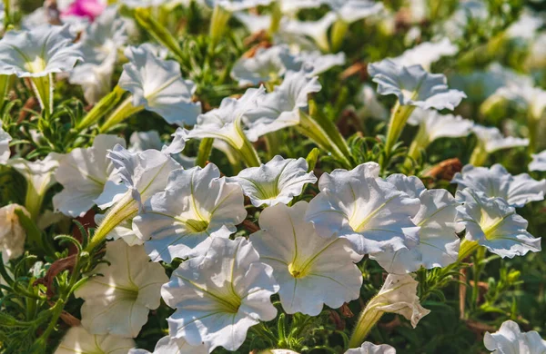 Slunečný Letní Den Bílá Petunie Kvete Zahradě Letní Květinové Pozadí — Stock fotografie