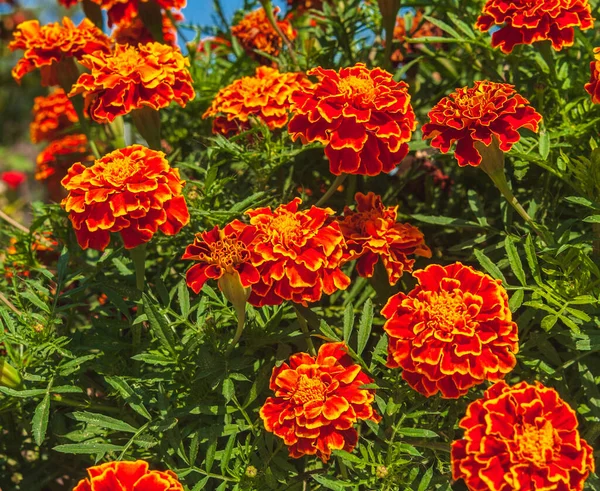 Sunny Nap Kertben Ukrajnában Marigolds Virágzó Virágágyás Háttér Elmosódott Másolja — Stock Fotó