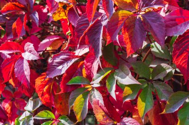 Sonbahar güneşli bir gün. Kırmızı üzüm yaprakları. Arka plan..