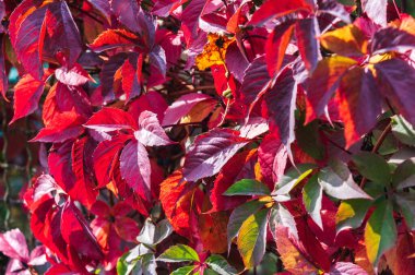 Sonbahar güneşli bir gün. Kırmızı üzüm yaprakları. Arka plan..