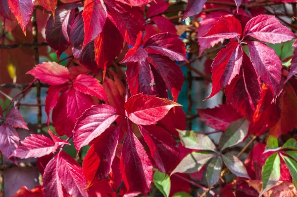 Podzim Slunečný Den Červené Listy Divokých Hroznů Podzimní Pozadí Kopírovat — Stock fotografie