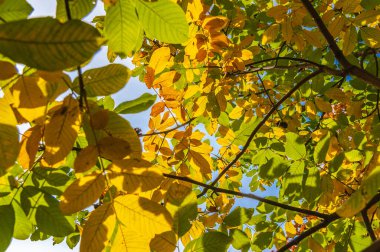 Sonbahar güneşli bir gün. Sarı-yeşil yapraklı ceviz dalları mavi bir gökyüzüne karşı..