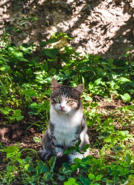 Gri beyaz bir kedi oturur ve dikkatlice önüne bakar. Uzayı kopyala..