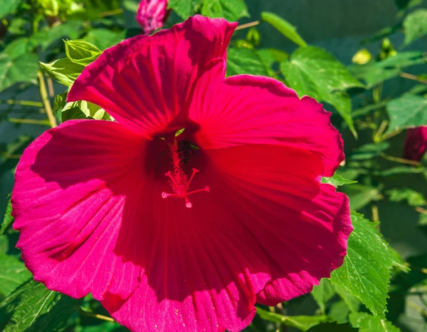 Letní Slunečný Den Velké Horké Růžové Květ Strom Hibiscus Pozadí — Stock fotografie