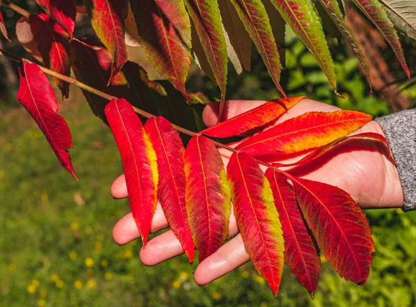 Dia Ensolarado Outono Parque Folhas Vermelho Amarelas Sumac Acético Palma — Fotografia de Stock