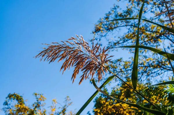 Napos Őszi Nap Egy Magas Tüske Megvilágított Nap Ellen Kék — Stock Fotó