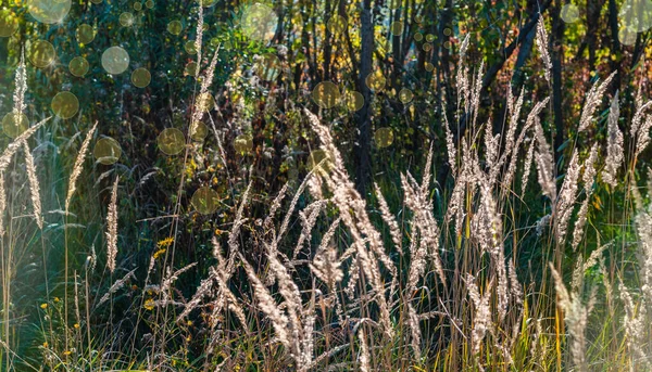 Dia Ensolarado Outono Spikelets Uma Floresta Iluminada Pelo Sol Clearing — Fotografia de Stock
