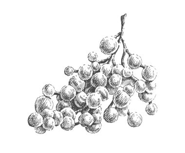 Resimde üzüm ile. Vektör. Elle çizilmiş.