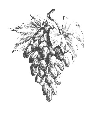 Resimde üzüm ile. Vektör. Elle çizilmiş.