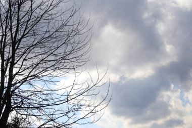 Ağaçlı gökyüzü ve kopyalama alanı olan bulutlar