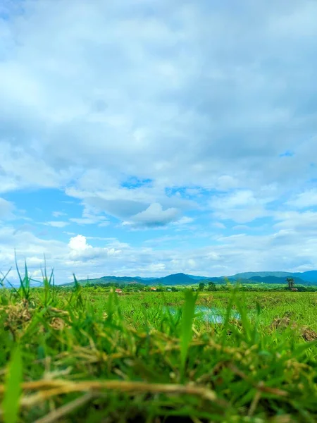 Zielone Pole Ryżowe Błękitne Niebo Piękny Krajobraz Przyrody Tajlandii — Zdjęcie stockowe