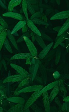 Koyu yeşil, doğa geçmişini bırakır. Hassas bir bitki. Mimosa pudica, Sleepy plant, Dormilones, Shy plant