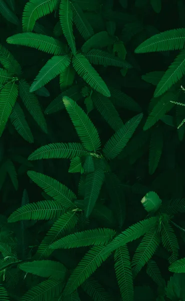 Dark green leaves nature background. Sensitive plant. Mimosa pudica, Sleepy plant, Dormilones, Shy plant