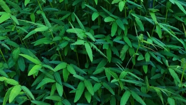 緑は自然の背景を残します 敏感な植物 ミモザ プディカ眠そうな植物ドルミロンシャイな植物 — ストック動画