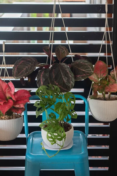 Potted plants on the balcony hanging on the wicket and lying on a retro bar stool. Red Aglaonema, Monstera deliciosa - (the Swiss cheese plant), Calathea Roseopicta and Aglaonema Valentine - (Aglaonema Siam Aurora plant). Close-up. Exterior.