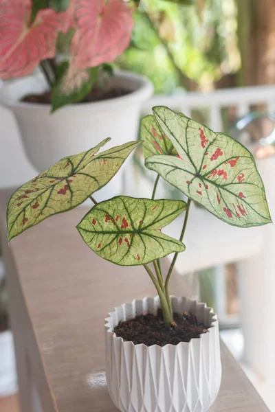 Tropical  ornamental plants growing on the balcony. `Caladium Bicolor Cranberry Star` houseplant with white leaves, green veins, pink spots in flower pot on balcony in the background greenery of the garden (de focused). Closeup. Selective focus.