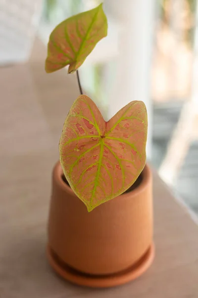 Tropical ornamental plants growing on the balcony. A small exotic `Caladium Thai Dynasty` in a pot on the balcony of an apartment. Closeup. Selective focus.