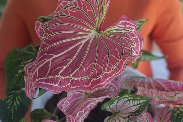 The gardener holds in her hands a beautiful, large potted plant Caladium (Angel Wings, Fancy-Leafed Caladium, Heart of Jesus \'Thai Beauty\'). Closeup. Home dcor concept. Exterior.