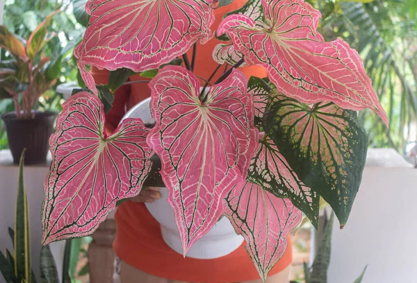 The gardener holds in her hands a beautiful, large potted plant Caladium (Angel Wings, Fancy-Leafed Caladium, Heart of Jesus \'Thai Beauty\'). Closeup. Home dcor concept. Exterior.