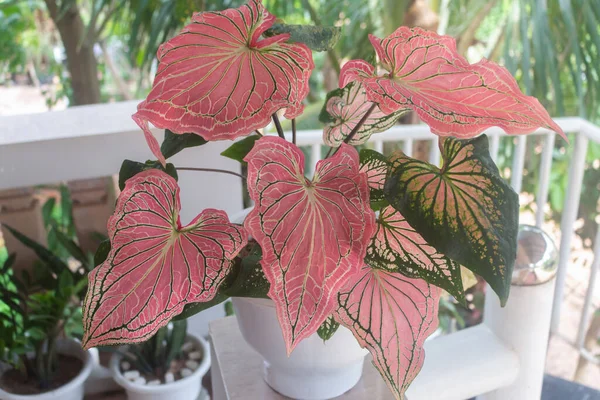 Beautiful large potted plant Caladium also known as Angel Wings, Fancy-Leaved Caladium, Heart of Jesus \'Thai Beauty\' on the balcony. Closeup. Home dcor concept. Exterior.
